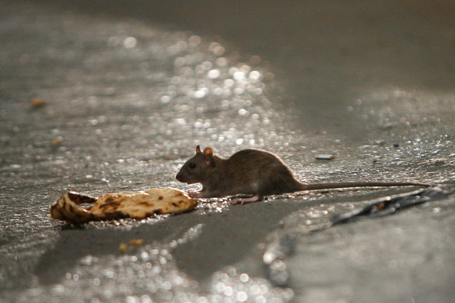 موش‌های تهران دیگر ترس ندارند!