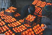 سلام دوبارۀ  «پرتقال‌های رنگ‌ شده» به بازار میوه و تره بار