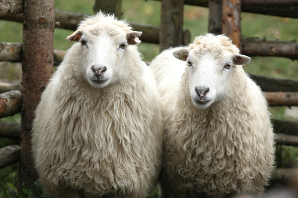 نماینده مجلس: صادرات ۹۹۲۶  گوسفند از ایران به کشورهای حاشیه خلیج فارس