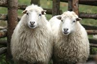 نماینده مجلس: صادرات ۹۹۲۶  گوسفند از ایران به کشورهای حاشیه خلیج فارس