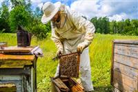 بی‌توجهی به صنعت زنبورداری کشاورزی را فلج می‌کند